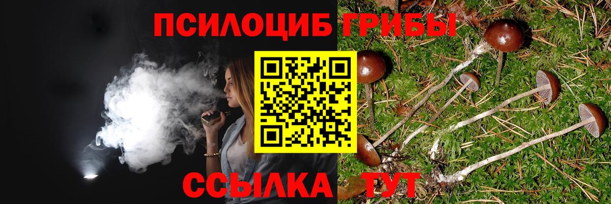 Псилоцибиновые грибы Psilocybine cubensis Миллерово